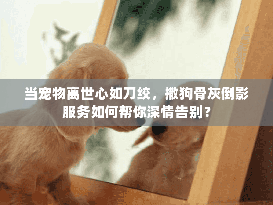 当宠物离世心如刀绞,撒狗骨灰倒影服务如何帮你深情告别? 当宠物离世心如刀绞,撒狗骨灰倒影服务如何帮你深情告别?