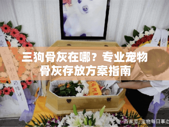 三狗骨灰在哪？专业宠物骨灰存放方案指南