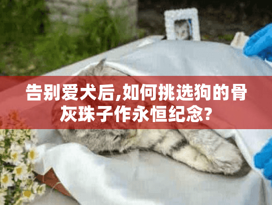 告别爱犬后,如何挑选狗的骨灰珠子作永恒纪念? 告别爱犬后,如何挑选狗的骨灰珠子作永恒纪念?