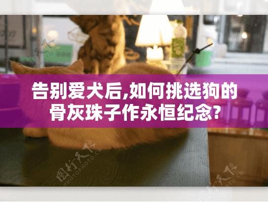 告别爱犬后,如何挑选狗的骨灰珠子作永恒纪念? 告别爱犬后,如何挑选狗的骨灰珠子作永恒纪念?