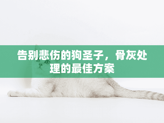 告别悲伤的狗圣子，骨灰处理的最佳方案