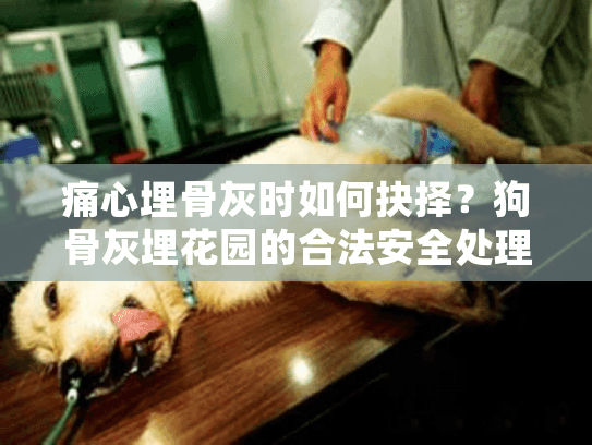 痛心埋骨灰时如何抉择？狗骨灰埋花园的合法安全处理指南