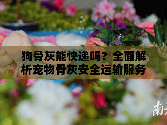 狗骨灰能快递吗？全面解析宠物骨灰安全运输服务