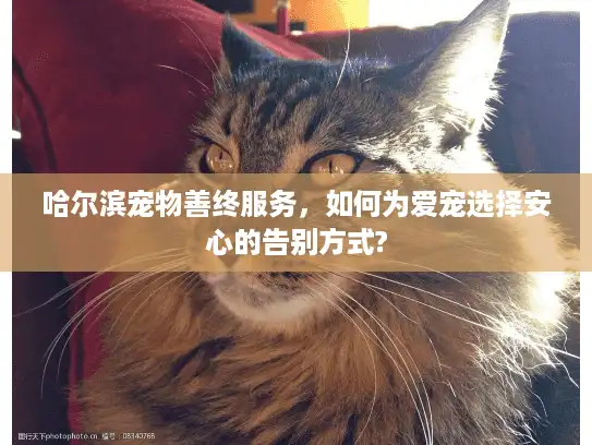 哈尔滨宠物善终服务，如何为爱宠选择安心的告别方式?