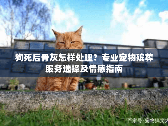 狗死后骨灰怎样处理？专业宠物殡葬服务选择及情感指南