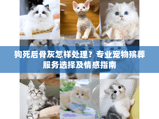 狗死后骨灰怎样处理？专业宠物殡葬服务选择及情感指南