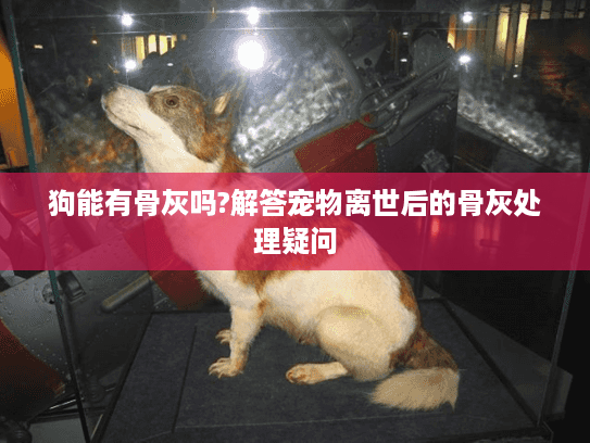 狗能有骨灰吗?解答宠物离世后的骨灰处理疑问