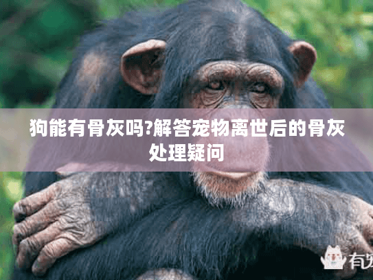 狗能有骨灰吗?解答宠物离世后的骨灰处理疑问
