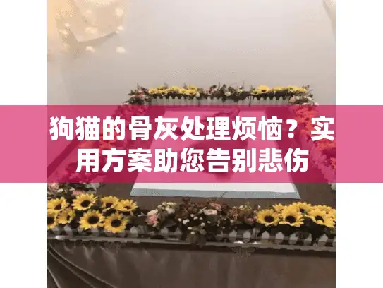 狗猫的骨灰处理烦恼?实用方案助您告别悲伤 狗猫的骨灰处理烦恼?实用方案助您告别悲伤
