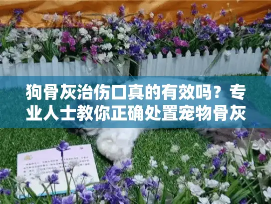 狗骨灰治伤口真的有效吗？专业人士教你正确处置宠物骨灰的方法