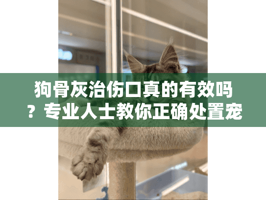 狗骨灰治伤口真的有效吗？专业人士教你正确处置宠物骨灰的方法