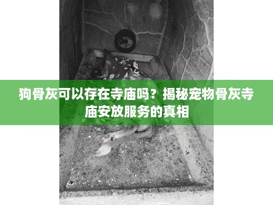 狗骨灰可以存在寺庙吗？揭秘宠物骨灰寺庙安放服务的真相