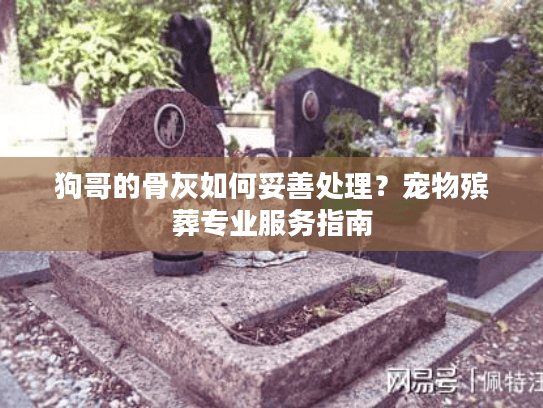 狗哥的骨灰如何妥善处理？宠物殡葬专业服务指南