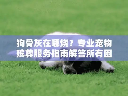 狗骨灰在哪烧?专业宠物殡葬服务指南解答所有困惑 狗骨灰在哪烧?专业宠物殡葬服务指南解答所有困惑