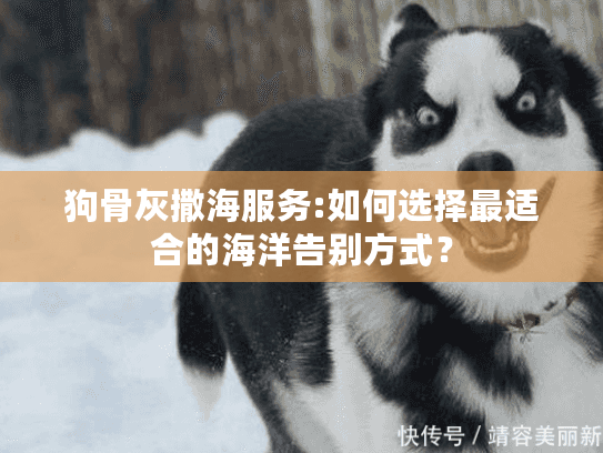 狗骨灰撒海服务:如何选择最适合的海洋告别方式？