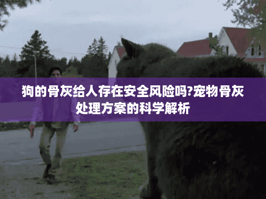 狗的骨灰给人存在安全风险吗?宠物骨灰处理方案的科学解析 狗的骨灰给人存在安全风险吗?宠物骨灰处理方案的科学解析