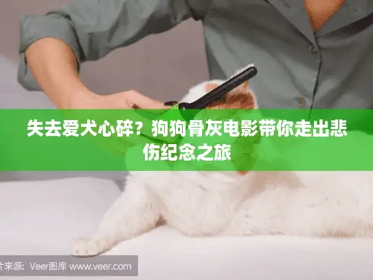失去爱犬心碎？狗狗骨灰电影带你走出悲伤纪念之旅