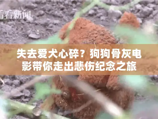失去爱犬心碎？狗狗骨灰电影带你走出悲伤纪念之旅