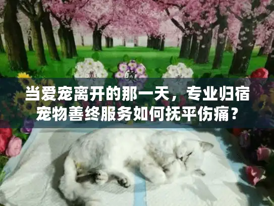 当爱宠离开的那一天，专业归宿宠物善终服务如何抚平伤痛？