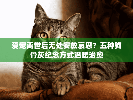 爱宠离世后无处安放哀思？五种狗骨灰纪念方式温暖治愈