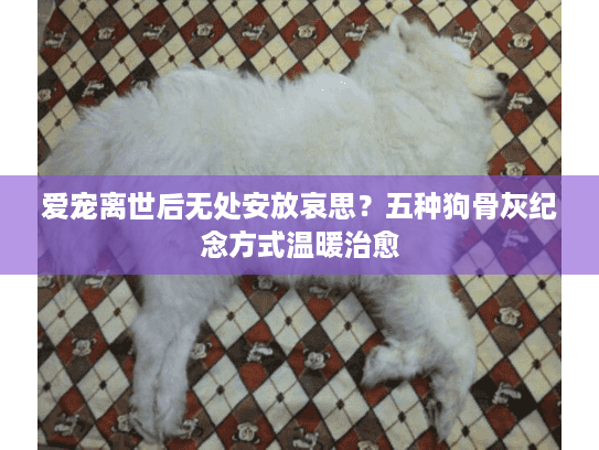 爱宠离世后无处安放哀思？五种狗骨灰纪念方式温暖治愈