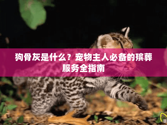 狗骨灰是什么？宠物主人必备的殡葬服务全指南