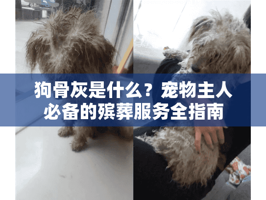 狗骨灰是什么？宠物主人必备的殡葬服务全指南