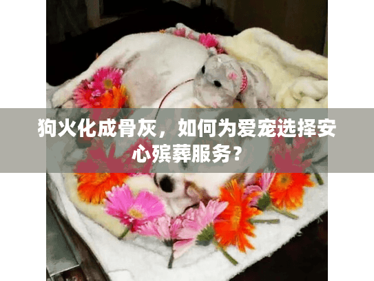 狗火化成骨灰，如何为爱宠选择安心殡葬服务？