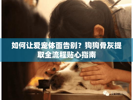 如何让爱宠体面告别？狗狗骨灰提取全流程贴心指南