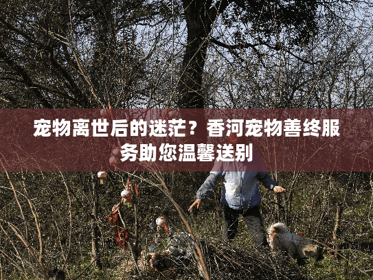 宠物离世后的迷茫？香河宠物善终服务助您温馨送别