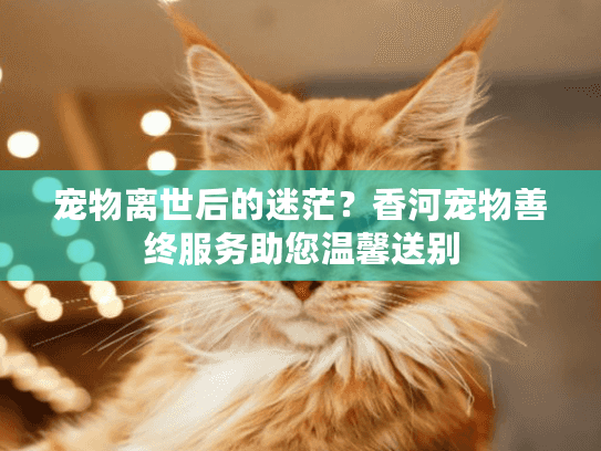 宠物离世后的迷茫？香河宠物善终服务助您温馨送别
