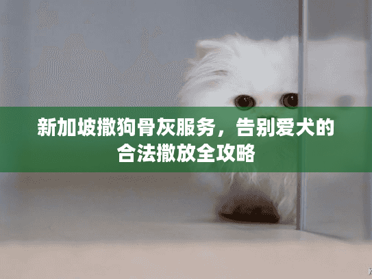 新加坡撒狗骨灰服务，告别爱犬的合法撒放全攻略