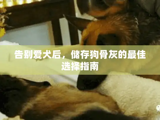 告别爱犬后，储存狗骨灰的最佳选择指南