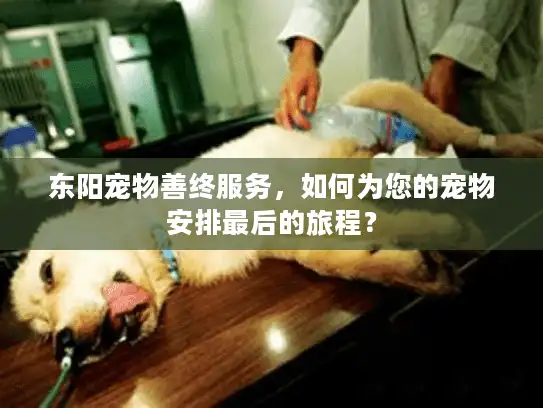 东阳宠物善终服务,如何为您的宠物安排最后的旅程? 东阳宠物善终服务,如何为您的宠物安排最后的旅程?