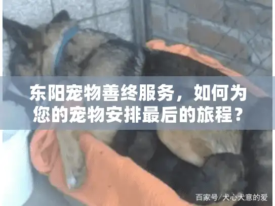 东阳宠物善终服务,如何为您的宠物安排最后的旅程? 东阳宠物善终服务,如何为您的宠物安排最后的旅程?