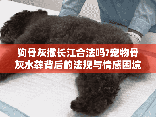 狗骨灰撒长江合法吗?宠物骨灰水葬背后的法规与情感困境