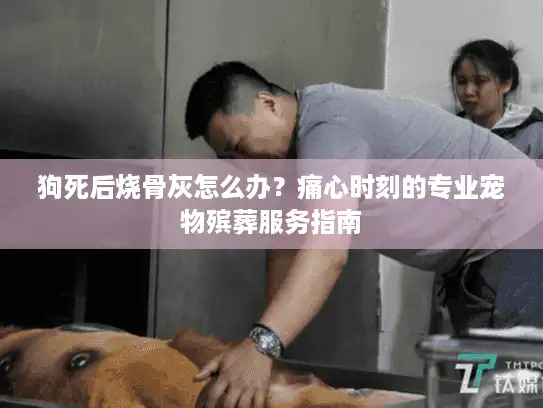 狗死后烧骨灰怎么办？痛心时刻的专业宠物殡葬服务指南