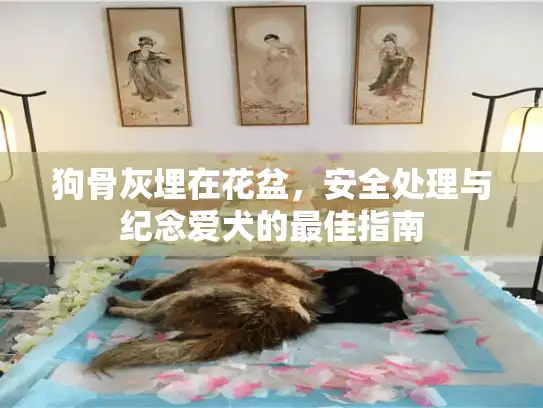狗骨灰埋在花盆,安全处理与纪念爱犬的最佳指南 狗骨灰埋在花盆,安全处理与纪念爱犬的最佳指南