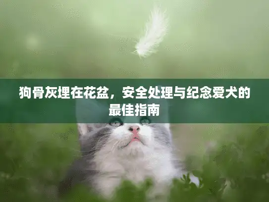 狗骨灰埋在花盆,安全处理与纪念爱犬的最佳指南 狗骨灰埋在花盆,安全处理与纪念爱犬的最佳指南