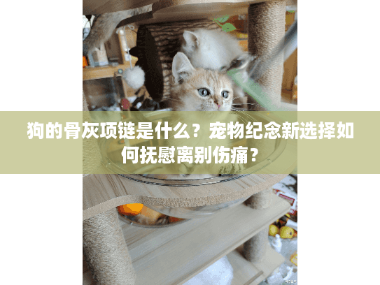 狗的骨灰项链是什么？宠物纪念新选择如何抚慰离别伤痛？