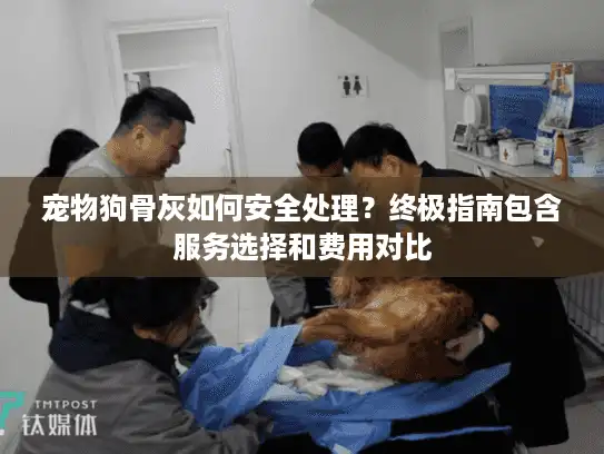 宠物狗骨灰如何安全处理？终极指南包含服务选择和费用对比