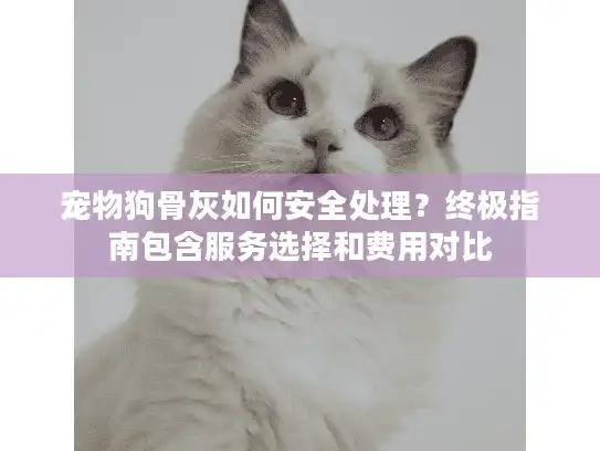 宠物狗骨灰如何安全处理？终极指南包含服务选择和费用对比