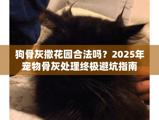 狗骨灰撒花园合法吗？2025年宠物骨灰处理终极避坑指南