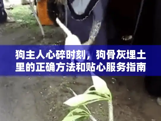 狗主人心碎时刻,狗骨灰埋土里的正确方法和贴心服务指南 狗主人心碎时刻,狗骨灰埋土里的正确方法和贴心服务指南
