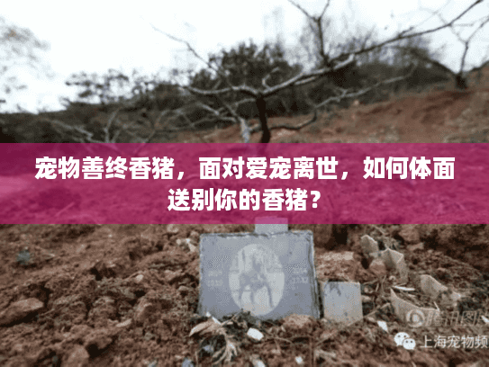 宠物善终香猪,面对爱宠离世,如何体面送别你的香猪? 宠物善终香猪,面对爱宠离世,如何体面送别你的香猪?