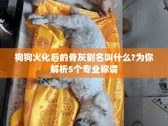 狗狗火化后的骨灰别名叫什么?为你解析5个专业称谓