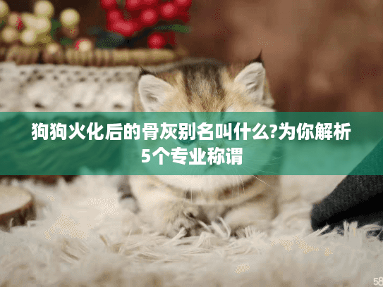 狗狗火化后的骨灰别名叫什么?为你解析5个专业称谓