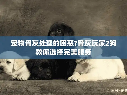 宠物骨灰处理的困惑?骨灰玩家2狗教你选择完美服务