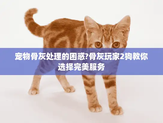 宠物骨灰处理的困惑?骨灰玩家2狗教你选择完美服务