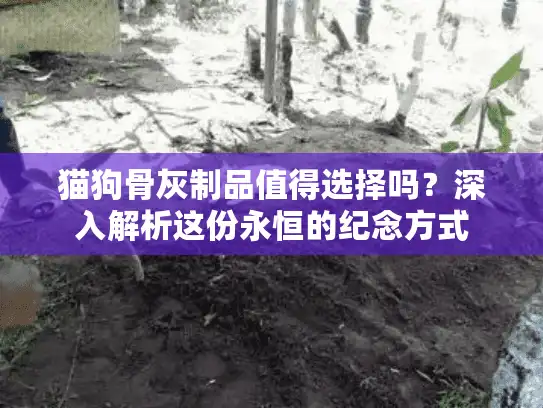 猫狗骨灰制品值得选择吗？深入解析这份永恒的纪念方式